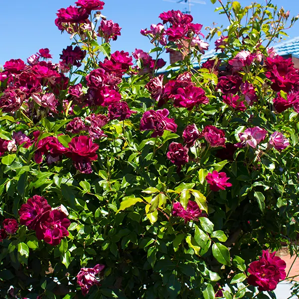 Rose Burgundy Iceberg (Pbr) Rose Burgundy Iceberg (Pbr)