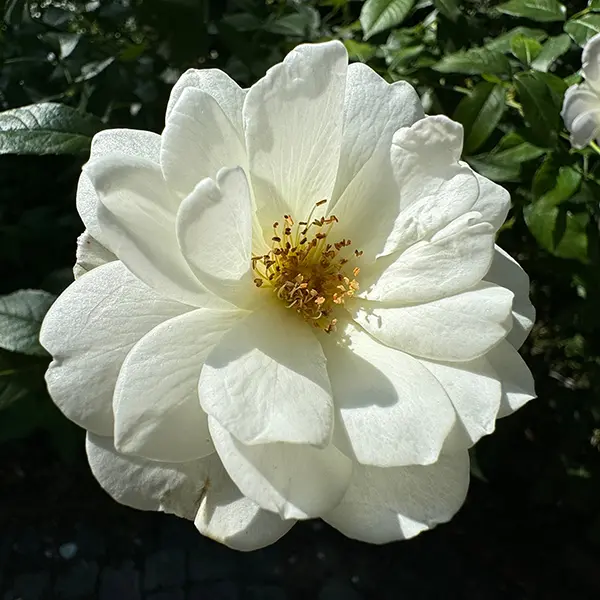 Climbing Rose Iceberg Climbing Rose Iceberg