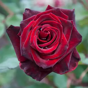 Rose Black Beauty 99 Rose Black Beauty 99