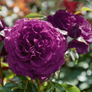 Rose Ebb Tide (Pbr) Rose Ebb Tide (Pbr)