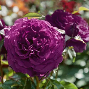 Rose Ebb Tide (Pbr) Rose Ebb Tide (Pbr)