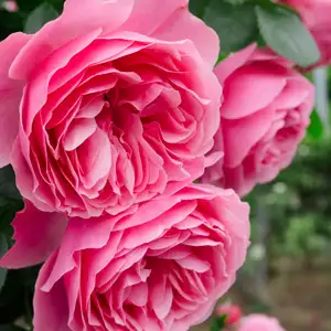 Rose Leonardo Da Vinci (pbr) Rose Leonardo Da Vinci (pbr)