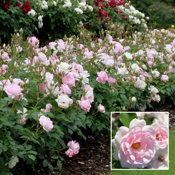 Rose Blushing Pink Iceberg (Pbr) Rose Blushing Pink Iceberg (Pbr)