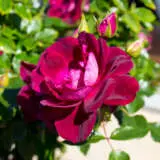 Iceberg Rose Collection 3 Roses Iceberg Rose Collection 3 Roses