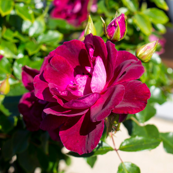 Iceberg Rose Collection 3 Roses Iceberg Rose Collection 3 Roses