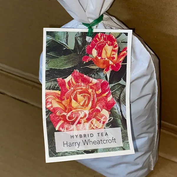 Rose Harry Wheatcroft Rose Harry Wheatcroft