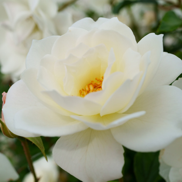 Rose Iceberg Rose Iceberg