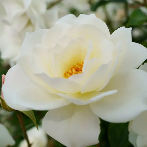 Rose Iceberg