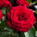 Rose Mr Lincoln 2025 Roshmli - Garden Express Australia