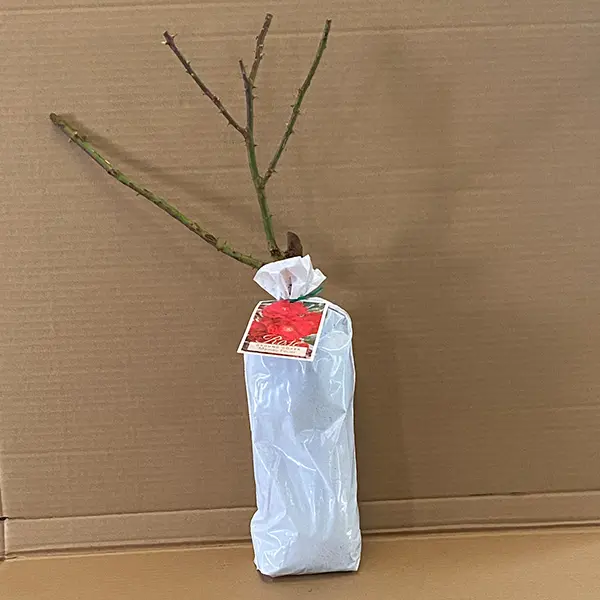 Rose Mainaufeuer Rose Mainaufeuer