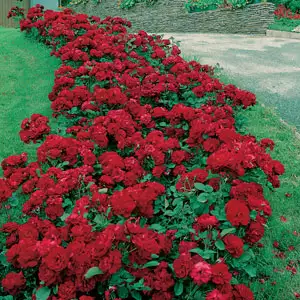 Rose Mainaufeuer Rose Mainaufeuer