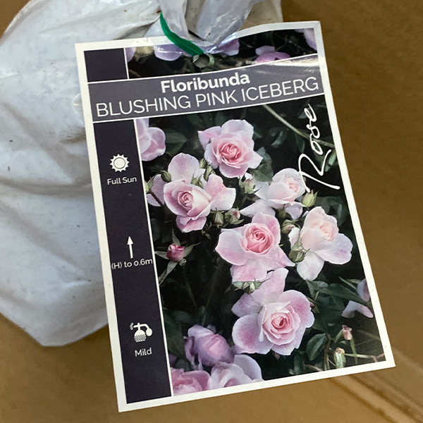 Rose Blushing Pink Iceberg (Pbr) Rose Blushing Pink Iceberg (Pbr)