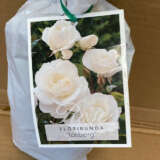 Rose Iceberg Rose Iceberg