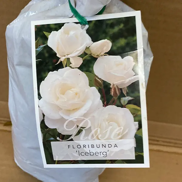 Rose Iceberg