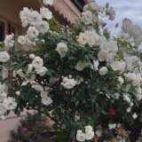 Climbing Rose Iceberg Climbing Rose Iceberg