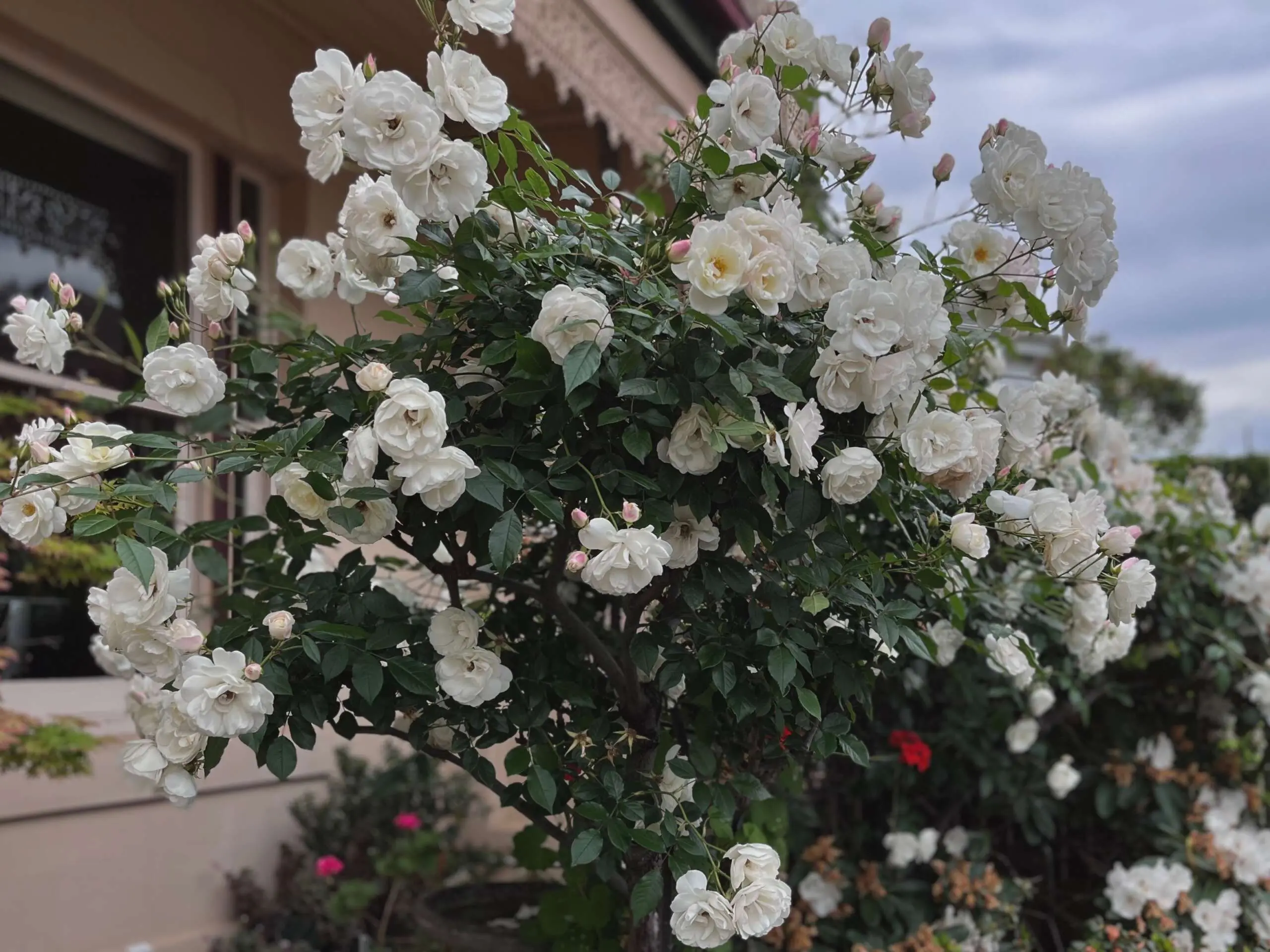 Climbing Rose Iceberg Climbing Rose Iceberg