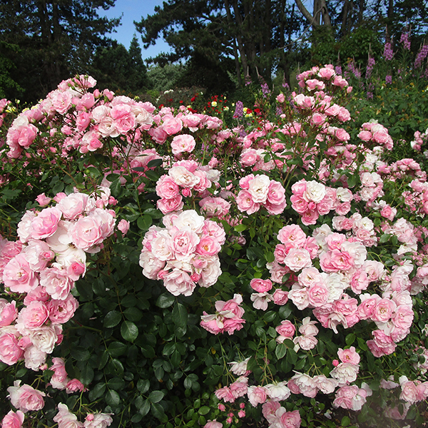 Rose Bonica Rose Bonica
