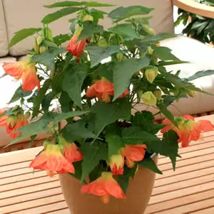 Abutilon Lucky Lantern Tangerine (Pbr) Abutilon Lucky Lantern Tangerine (Pbr)