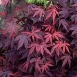 Acer Bloodgood 15 - Garden Express Australia
