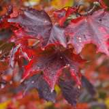 Maple- Acer Crimson Sentry