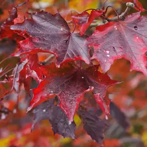 Maple- Acer Crimson Sentry
