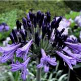 Agapanthus Black Pantha (Pbr) 75mm Agapanthus Black Pantha (Pbr) 75mm