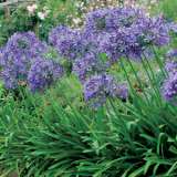 Agapanthus Blue 14119354pa 15 - Garden Express Australia
