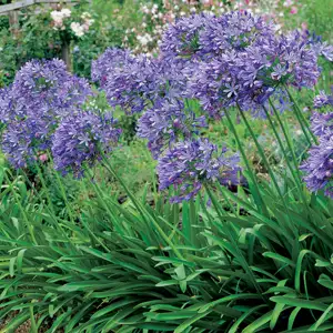 Agapanthus Tall Blue Agapanthus Tall Blue