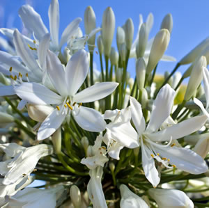 Agapanthus Silver Baby Agapanthus Silver Baby