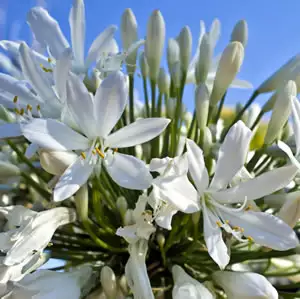 Agapanthus Silver Baby Agapanthus Silver Baby