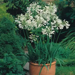 Agapanthus Dwarf White Agapanthus Dwarf White