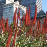 Aloe Erik The Red 2017 Plaaloetr - Garden Express Australia
