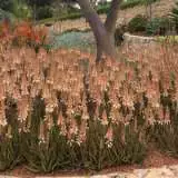 Aloe Fairy Pink 16 - Garden Express Australia