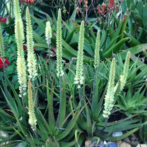 Aloe Sparkler Tm 100mm Pot Aloe Sparkler Tm 100mm Pot