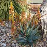 Aloe Spots N Dots Menno Holwerda Plaalosad - Garden Express Australia