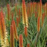 Aloe Tusker 21 - Garden Express Australia
