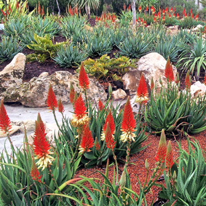 Aloe Venus Tm 100mm Pot Aloe Venus Tm 100mm Pot