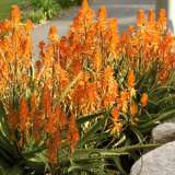 Aloe Copper Shower 14 - Garden Express Australia
