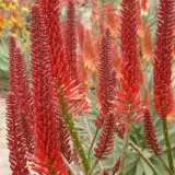 Aloe Erik The Red (Pbr) 100mm Pot Aloe Erik The Red (Pbr) 100mm Pot