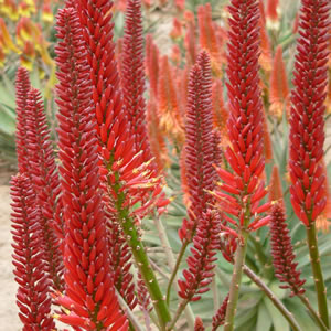 Aloe Erik The Red (Pbr) 100mm Pot Aloe Erik The Red (Pbr) 100mm Pot