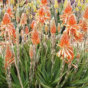 Aloe Gemini (pbr)