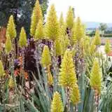 Aloe Moonglow Tm 100mm Pot Aloe Moonglow Tm 100mm Pot