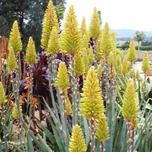 Aloe Moonglow Tm 100mm Pot Aloe Moonglow Tm 100mm Pot