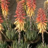 Aloe Mountain Gem1 - Garden Express Australia
