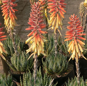 Aloe Mountain Gem Tm Aloe Mountain Gem Tm