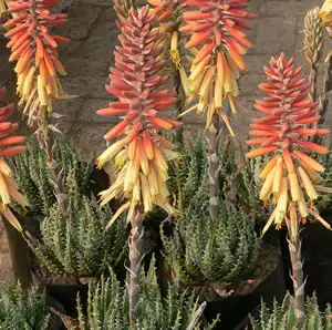 Aloe Mountain Gem Tm Aloe Mountain Gem Tm