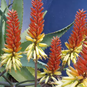 Aloe Sparkler Tm
