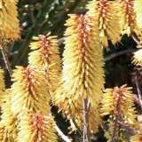 Aloe Southern Cross (Pbr) Aloe Southern Cross (Pbr)