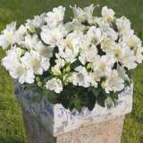 Alstroemeria Princess Lily Claire 2017 Pplplicla - Garden Express Australia
