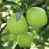 Apple Granny Smith Is 15 - Garden Express Australia